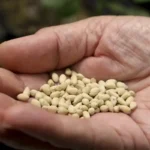 cottonseed1