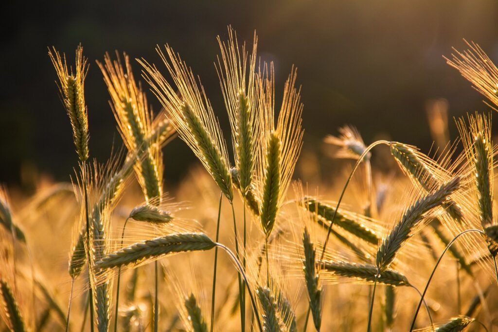 Cereal Grain