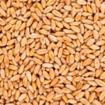 1712987066-wheat-market-price-today-in-gujarat-on-13-april-2024-know-on-khetivyapar