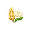 Rice & Grains Icon