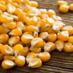 best-quality-yellow-maize (1)