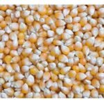 pmh13-maize (1)
