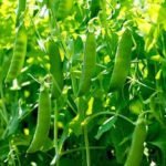 PeasandPulses3