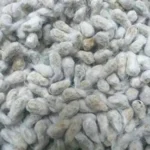 cotton seed 2