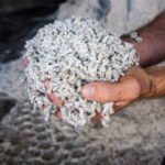 cotton seed 3
