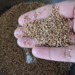 millets2