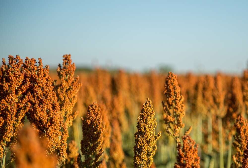 Sorghum